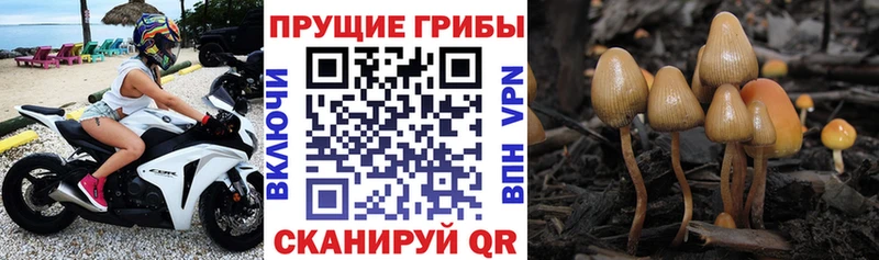 Псилоцибиновые грибы прущие грибы  купить наркотики цена  Карачаевск 
